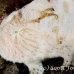 frogfish_hispid_ta_hsb_r_h_0235_kom5222.jpg